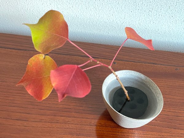 竹炭剣山 S